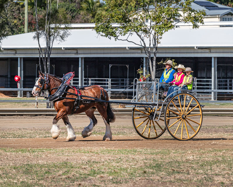 Scenic-Rim-Clydesdale-Spectacular